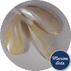 Polished Tahong Mussel Pair 7.5-10cm